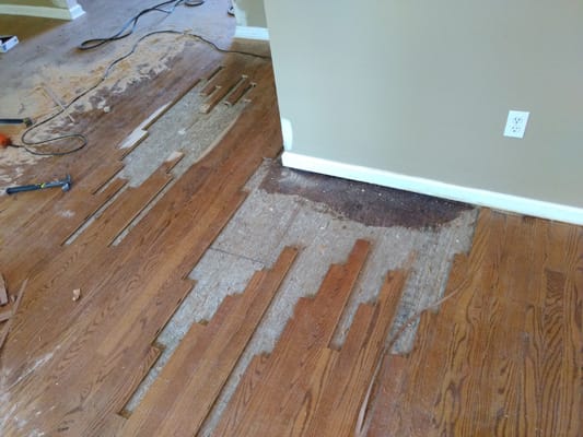 Pet Stain Repair - In Progress
